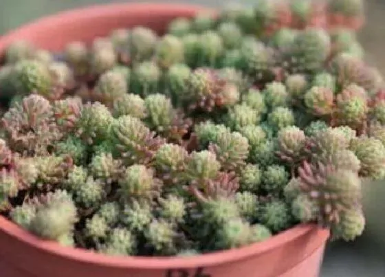 植物繁殖|薄雪万年草怎么繁殖方法和注意事项
