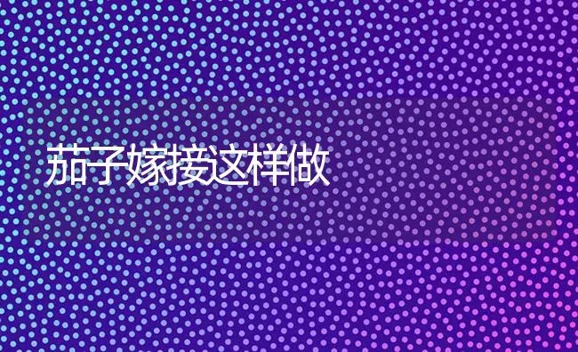 茄子嫁接这样做 | 蔬菜种植