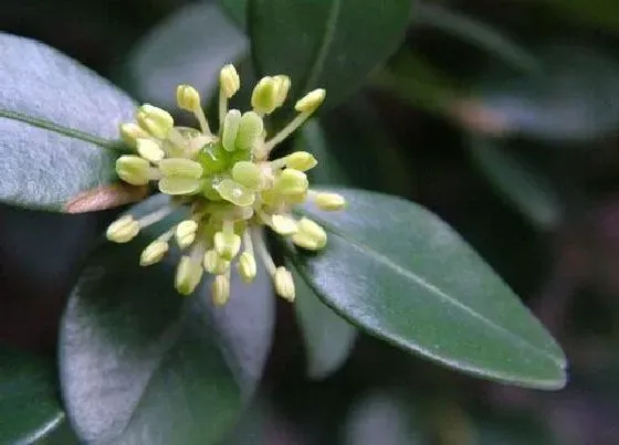 植物百科|黄杨会开花吗 是不是开花植物