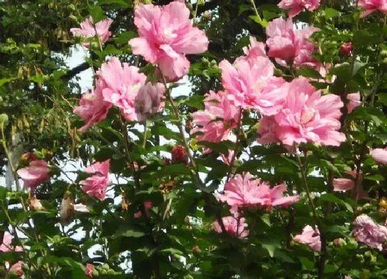 植物施肥|木槿花浇什么肥料合适