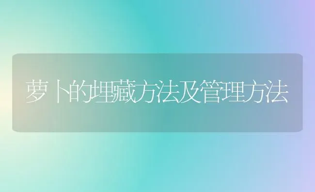 萝卜的埋藏方法及管理方法 | 蔬菜种植