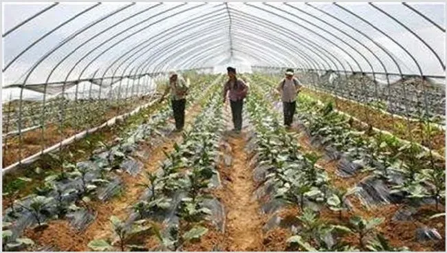 大棚蔬菜施肥方法和注意介绍 | 种植病虫害