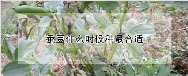 蚕豆什么时候种最合适 | 农业科普