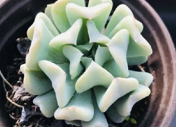 养殖方法|特玉莲的养殖方法和注意事项