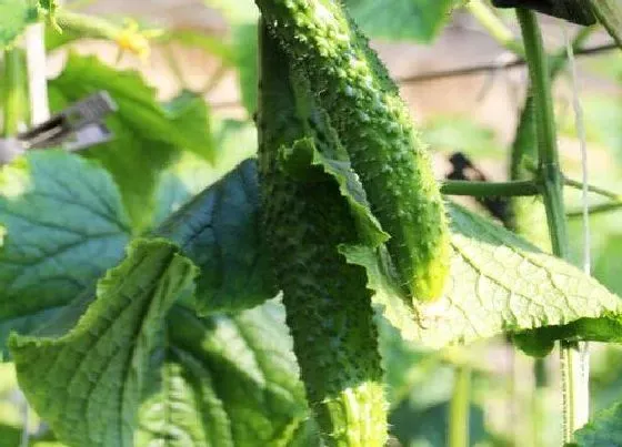 植物施肥|种黄瓜用什么肥料好
