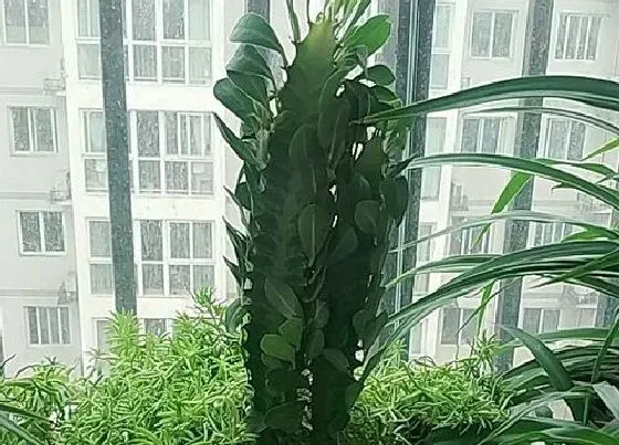 植物百科|龙骨花对人身体有害吗