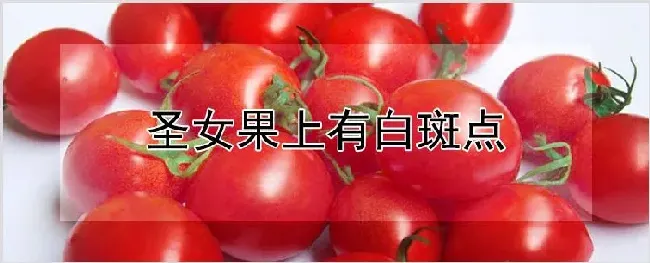 圣女果上有白斑点 | 种植资料