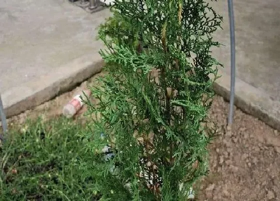 摆放风水|家里种柏树好不好