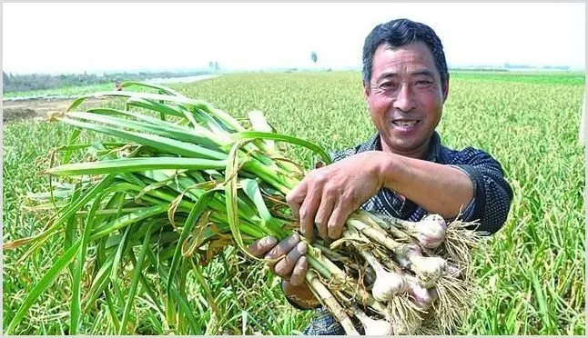 大蒜叶枯病发病症状及防治技巧 | 农业技术