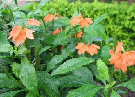 花语|鸟尾花的花语是什么寓意 开花样子（图片）