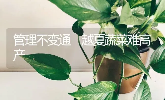 管理不变通 越夏蔬菜难高产 | 蔬菜种植