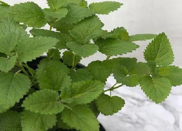 植物移栽|薄荷怎么分盆分株 分盆移栽时间和方法