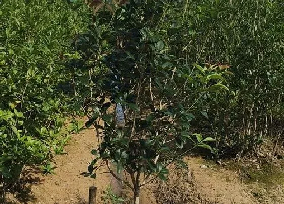 植物百科|桂花树苗一年能长多高 每年长几公分