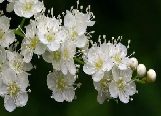 开花时间|腊梅花什么时候开花 在几月份开花