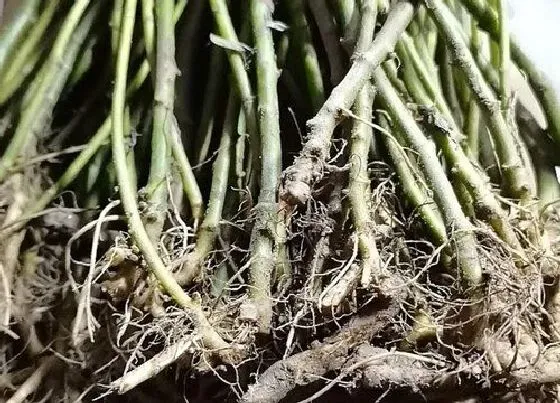 植物播种|芦蒿什么时候播种最好