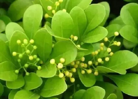 开花时间|米仔兰一年开几次花