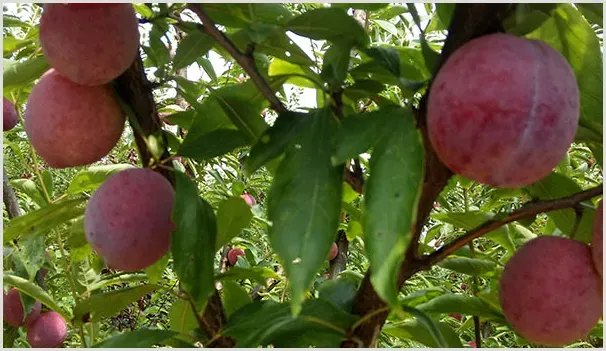 种植李子树提高果实产量的技术有哪些？ | 养殖技术