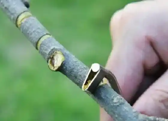 种植方法|葡萄环剥最佳时间和技术方法