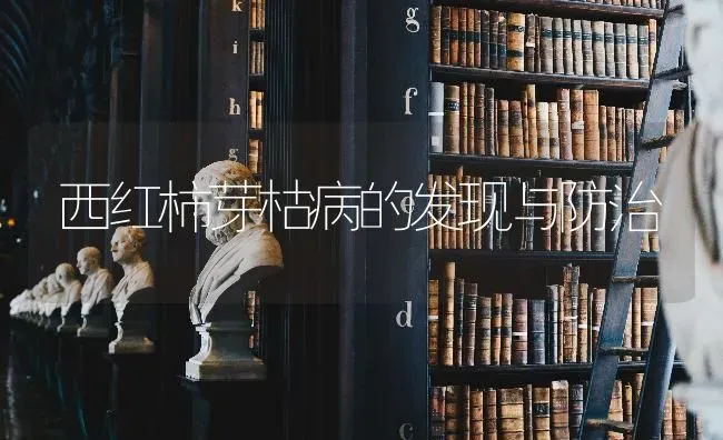 西红柿芽枯病的发现与防治 | 蔬菜种植