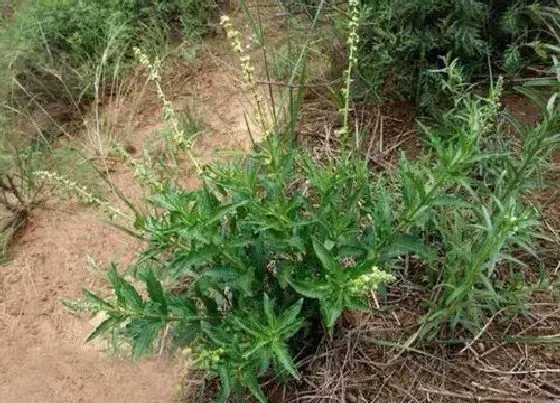 习性特点|透骨草是什么样子的