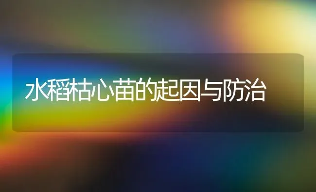 水稻枯心苗的起因与防治 | 粮油作物种植