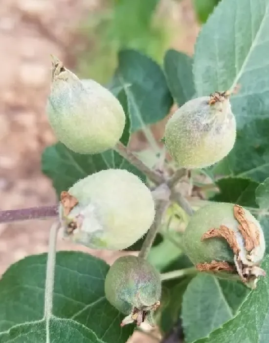 植物病害|苹果的果锈是什么原因引起形成的（果锈发生的原因及对策）