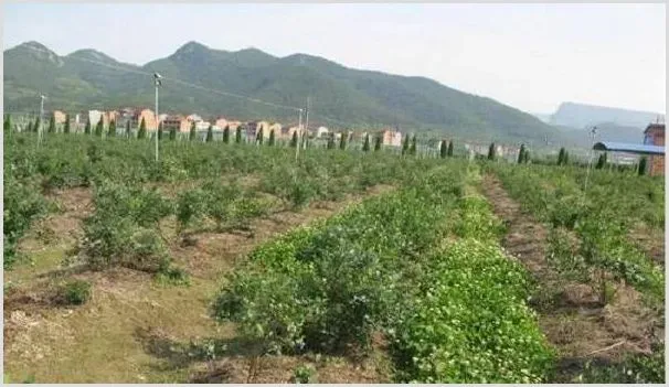 蓝莓用碱性土种植会怎样？如何改良土壤PH值？ | 耕种资料