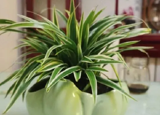 种植土壤|吊兰适合什么土种植