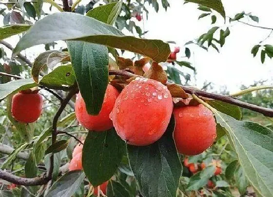 植物百科|柿子和西红柿一样吗 具体有什么区别