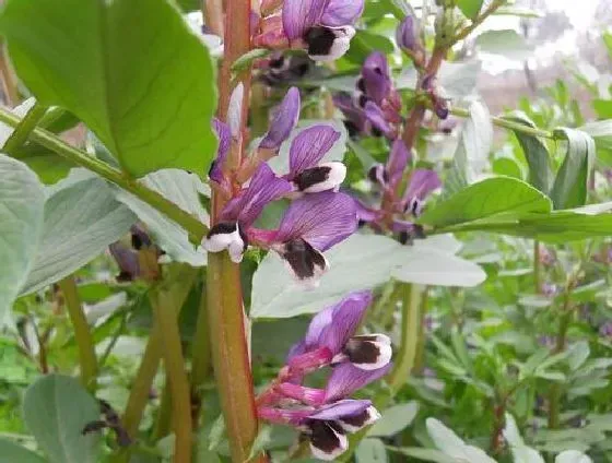 开花时间|胡豆什么时候开花 开花月份与季节