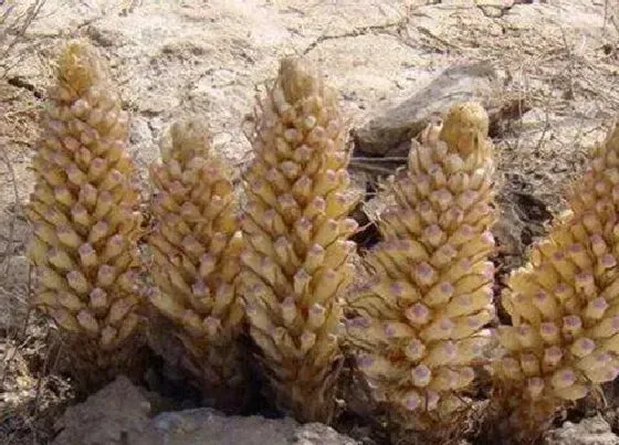 种植管理|肉苁蓉的生长周期是多长时间
