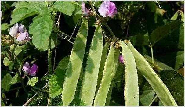 春天如何种植扁豆？扁豆又大又饱满种植技术 | 自然知识