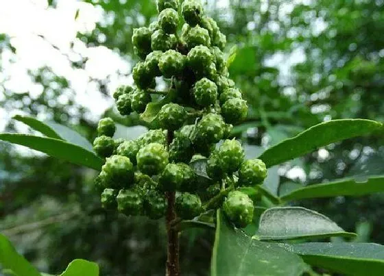 果实成熟|花椒什么时候成熟