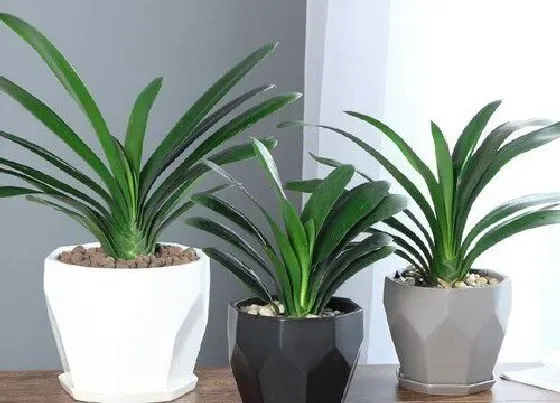 种植土壤|盆栽君子兰用什么土最好（养殖君子兰土壤怎么配置最适合）