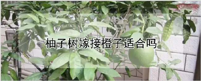 柚子树嫁接橙子适合吗 | 自然知识