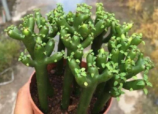 植物浇水|光棍树怎么浇水 日常多久浇一次水