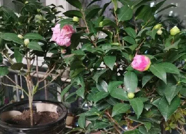 养殖方法|茶花怎么养才长得好