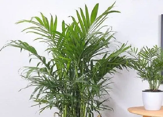 植物招财|家里养竹柏吉利吗 放哪里风水好