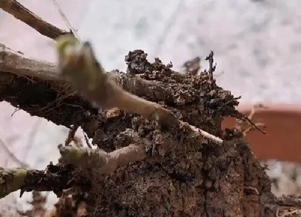 植物扦插|牡丹几月份扦插最好