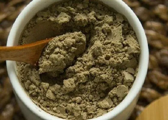 植物施肥|艾灰可以做肥料吗