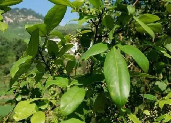 果实成熟|花椒什么时候成熟