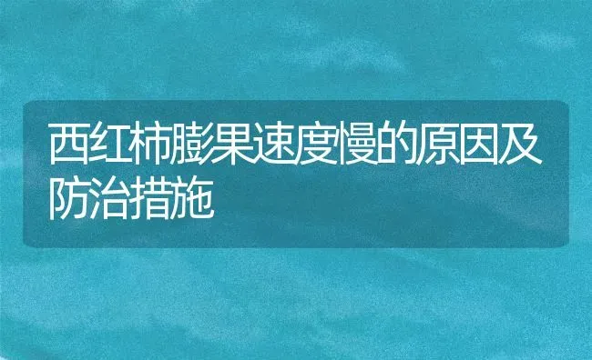 西红柿膨果速度慢的原因及防治措施 | 瓜果种植