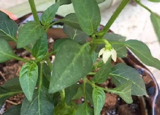 果实成熟|七彩椒什么季节成熟上市