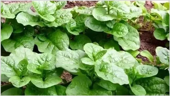 木耳菜田间管理技术注意事项 | 种植技术