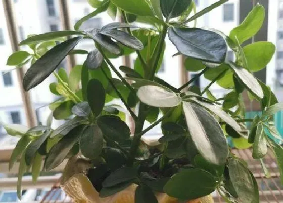 植物修剪|植物徒长了怎么办