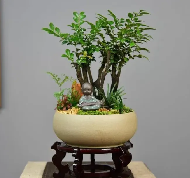 养殖方法|小叶紫檀盆景怎么养才会好看（盆栽小叶紫檀平时养护方法）