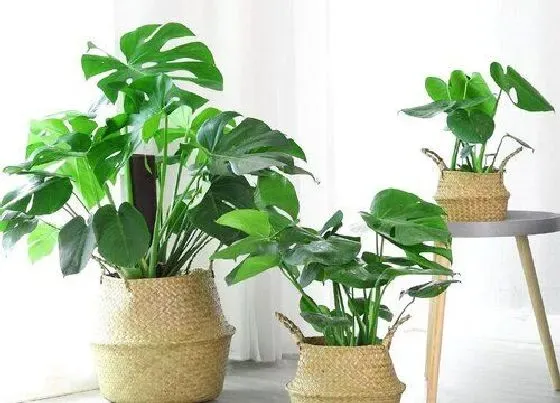 植物百科|龟背竹能不能晒太阳