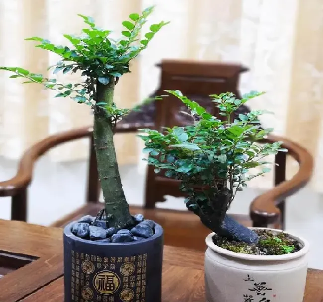 养殖方法|小叶紫檀盆景怎么养才会好看（盆栽小叶紫檀平时养护方法）