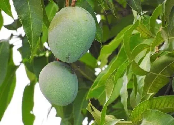 植物嫁接|芒果嫁接方法