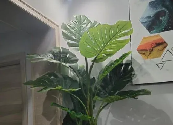 摆放常识|龟背竹禁忌摆放位置 不能放在什么位置